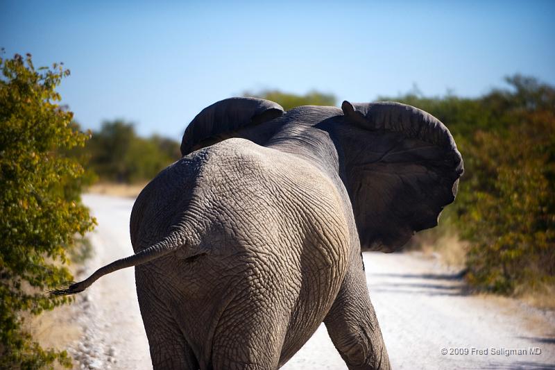 20090610_140219 D3 (1) X1.jpg - Etosha National Park